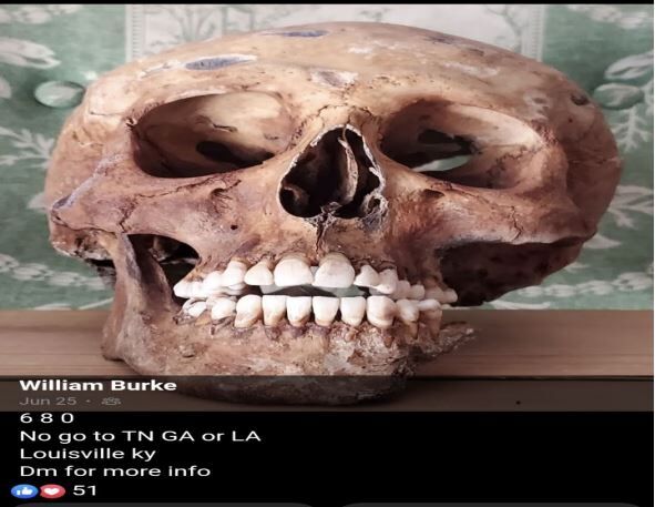 Skull from Nott.JPG